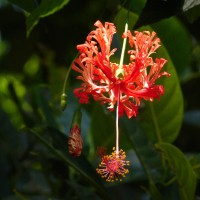 Hibiscus schizopetalus (Mast.) Hook.f.